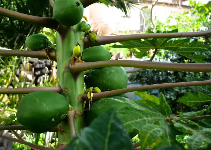 Casa Do Pescador Prázdninový dům Machico (Madeira)