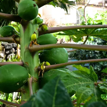 Casa Do Pescador Holiday home Machico (Madeira)